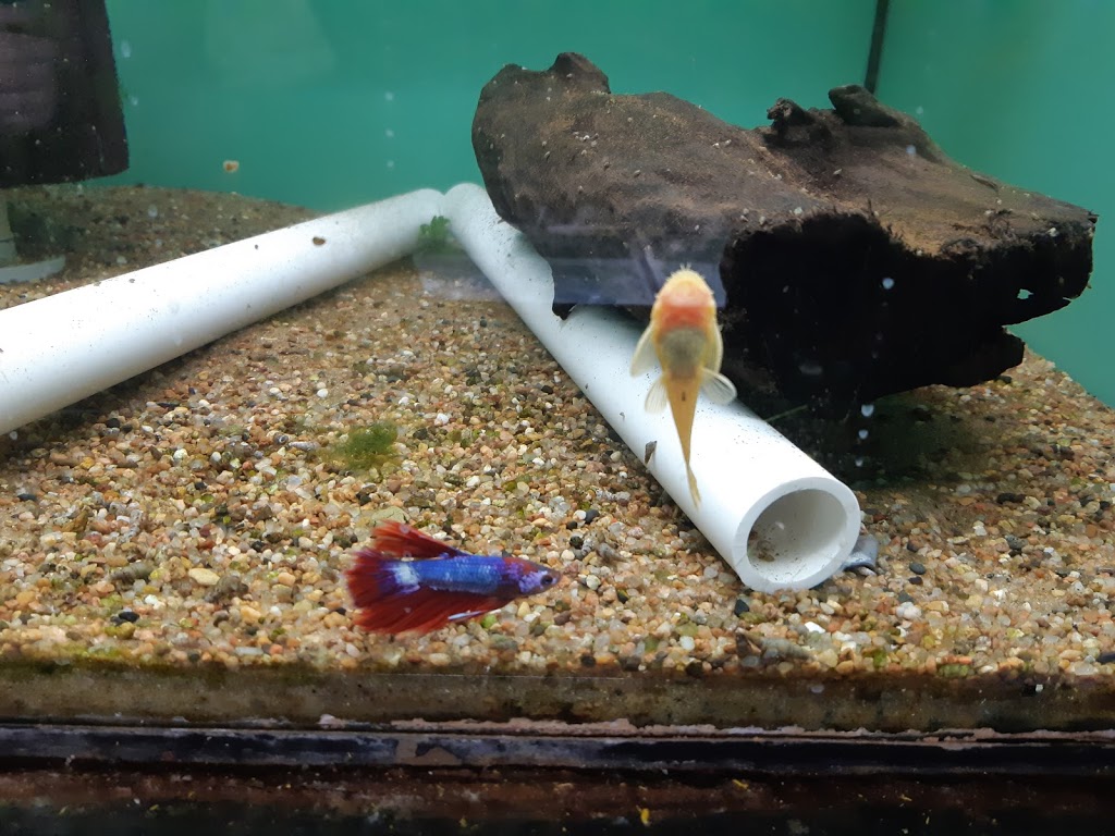 Aquarium Central | 12006 111 Ave NW, Edmonton, AB T5G 0E6, Canada | Phone: (780) 452-3677