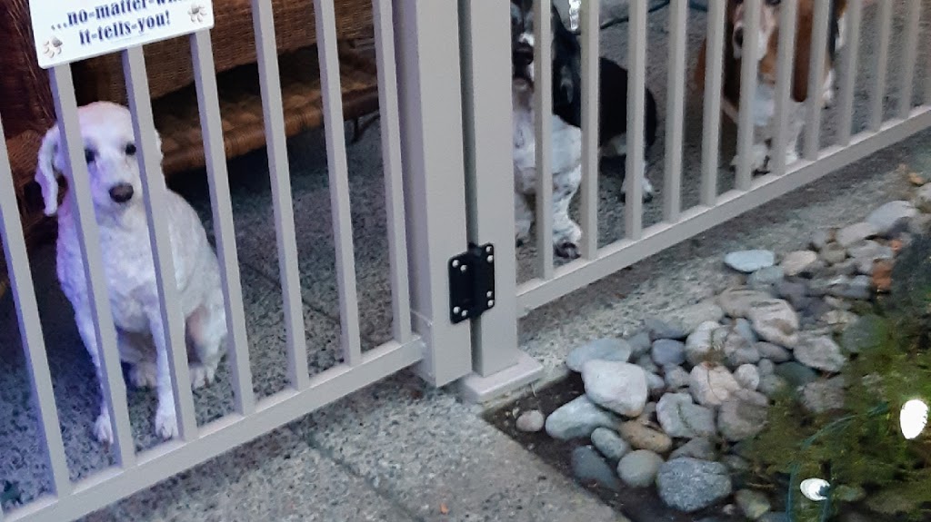Denises Doggy Den & Walking Service | 991 Wild Pond Ln, Victoria, BC V9C 4M7, Canada | Phone: (250) 812-5339