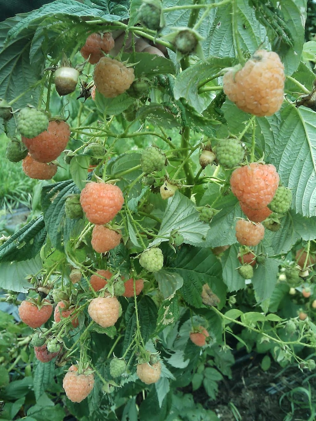 Les Fermes Miracle Farms | 2034 Chemin de la Rivière-La Guerre, St-Anicet, QC J0S 1B0, Canada | Phone: (514) 830-9640