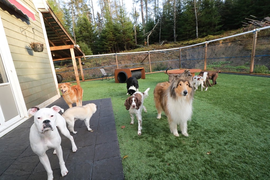 Red Woof Inn Doggie Daycare | 1870 NS-311, Central North River, NS B6L 6G3, Canada | Phone: (902) 957-6997