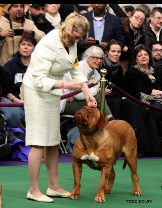 Chateau Rouge Dogue de Bordeaux | 1527 Windham Road 5, Vanessa, ON N0E 1V0, Canada | Phone: (519) 443-0363