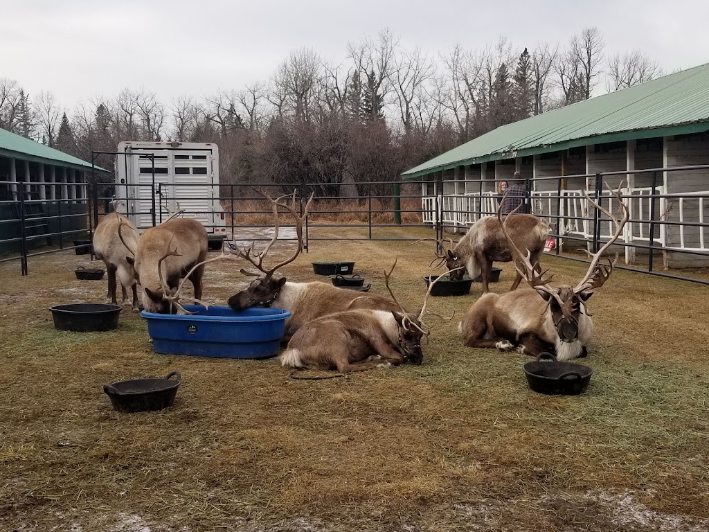 Millarville Racing & Agricultural Society | 306097 192 St W, Millarville, AB T0L 1K0, Canada | Phone: (403) 931-3411