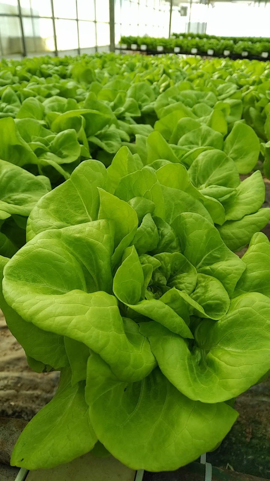 Lettuce Alive | 2881 Windham West Quarter Line Rd, Norwich, ON N0J 1P0, Canada | Phone: (519) 468-3686