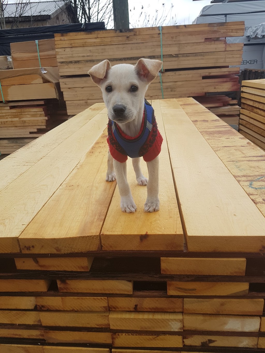 CarlWood Lumber Limited | 9492 287 St, Maple Ridge, BC V2W 1L1, Canada | Phone: (604) 462-7517