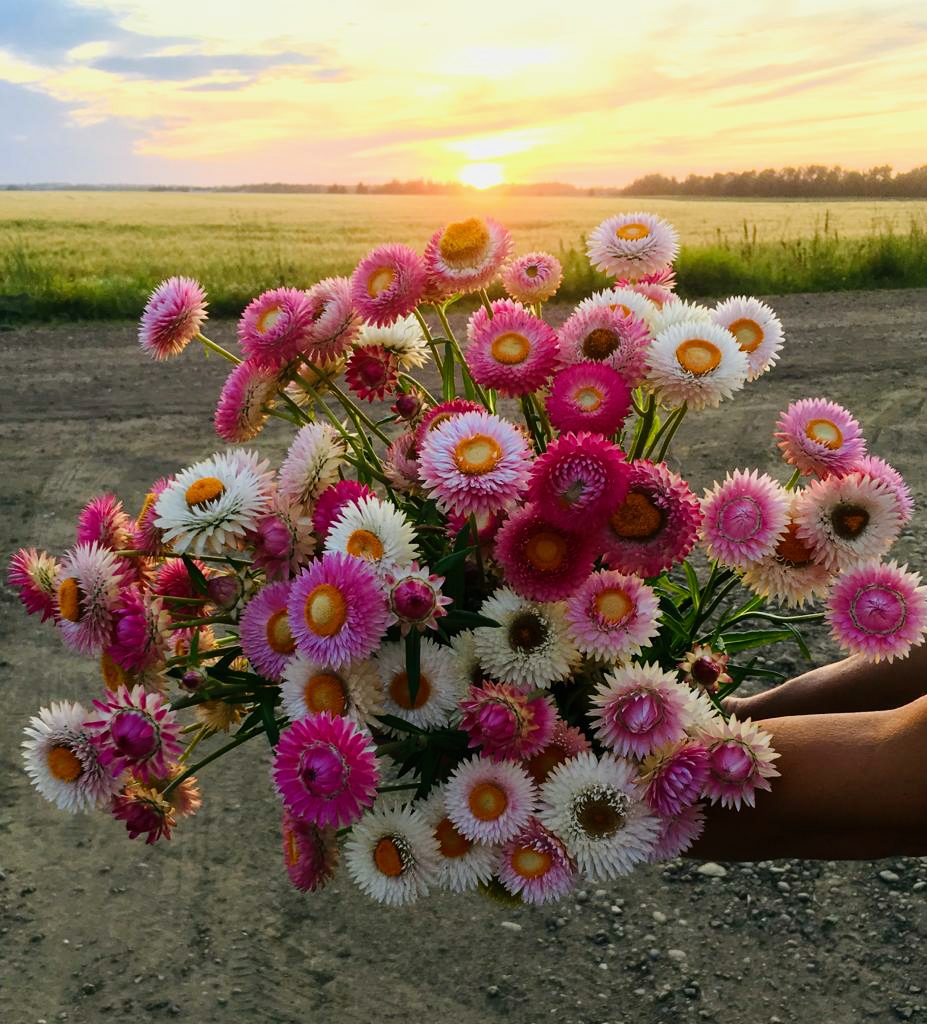 Local Dirt Bouquets | 61507 RR25, Westlock County, AB T0G 1R0, Canada | Phone: (780) 674-1527