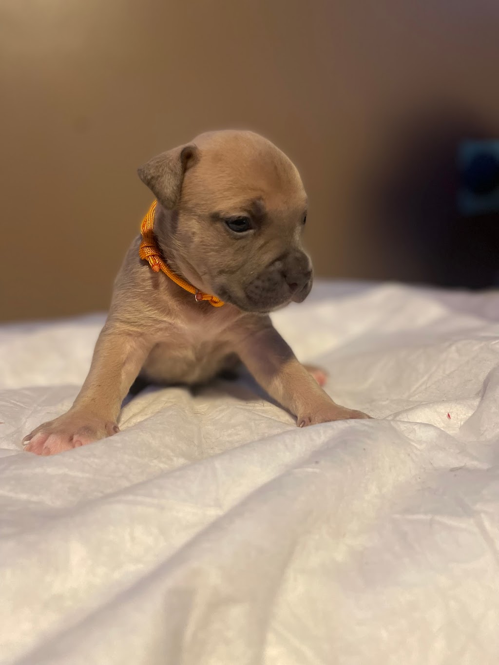 Alpha Centauri Kennels | Old Weston Rd, Toronto, ON M6N 3B3, Canada | Phone: (647) 989-4354