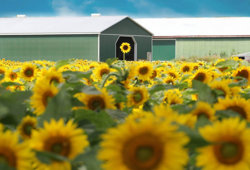 Toronto Sunflower Fields and Festival | 15770 Mountainview Rd, Caledon, ON L7C 2V2, Canada | Phone: (905) 965-8201