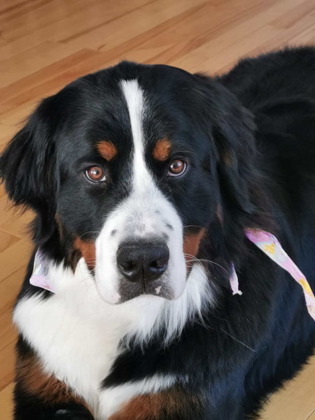 Joëlle Hamelin, intervenante en comportement canin | 269 Rue Jacques-Cartier S, Saint-Jean-sur-Richelieu, QC J3B 4J8, Canada | Phone: (514) 668-0950