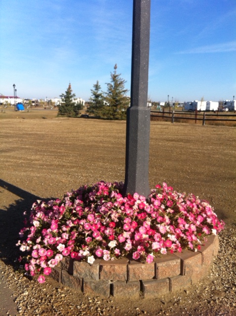 Camrose Exhibition Trail RV Park | 4250 Exhibition Dr, Camrose, AB T4V 4Z8, Canada | Phone: (780) 678-2888