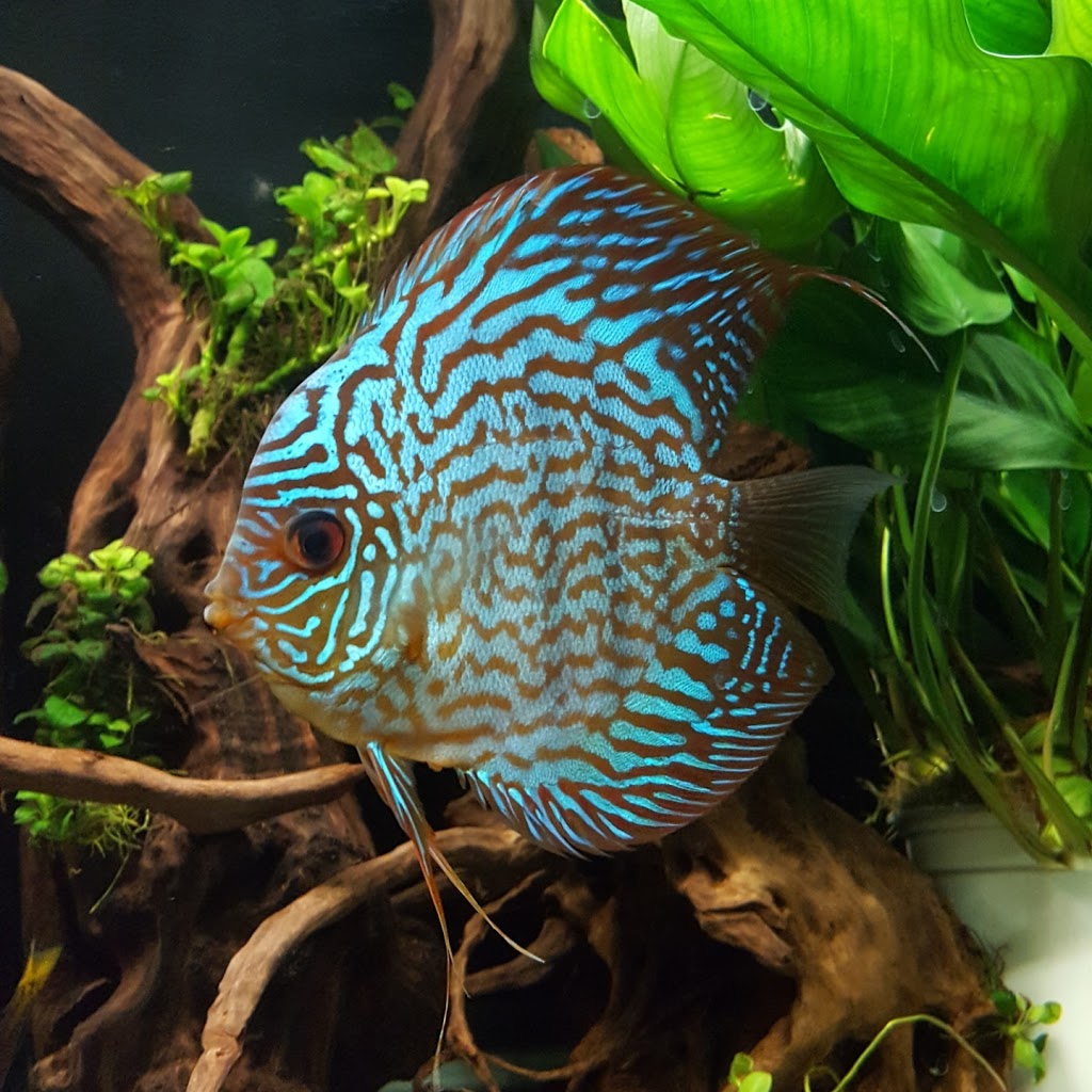 Next Gen Aquatics | 164 Donald Ave, York, ON M6M 1K4, Canada | Phone: (647) 580-9228