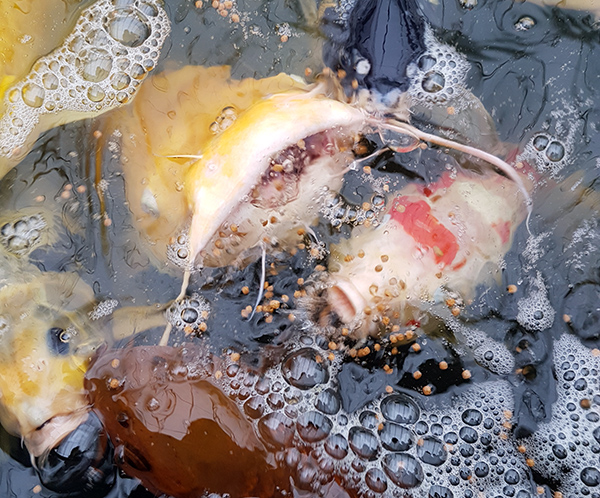 Koi Nursery & Water Gardens | 21751 Simcoe St, Seagrave, ON L0C 1G0, Canada | Phone: (905) 985-4600