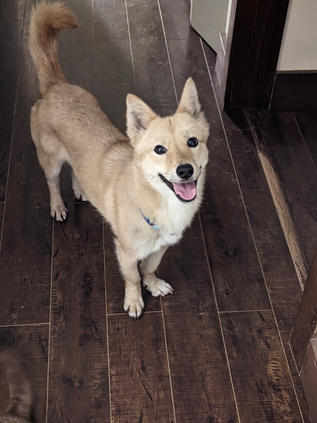 Petsearchers Canada Pet Detectives | 18908 32 Ave, Surrey, BC V3Z 1A7, Canada | Phone: (604) 424-4121