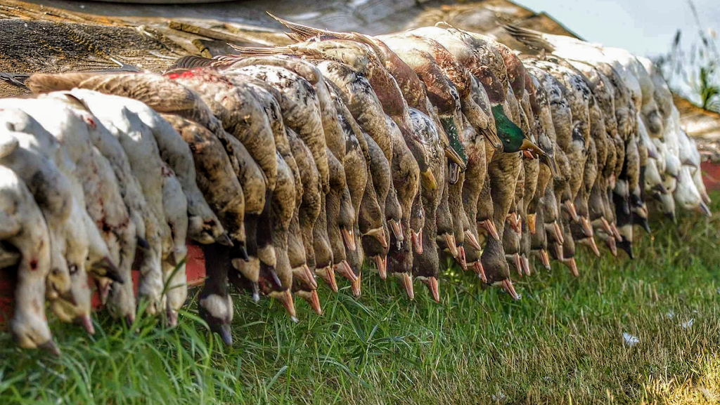 APEX Waterfowling | 2500 Roger Stevens Dr, North Gower, ON K0A 2T0, Canada | Phone: (613) 453-8224