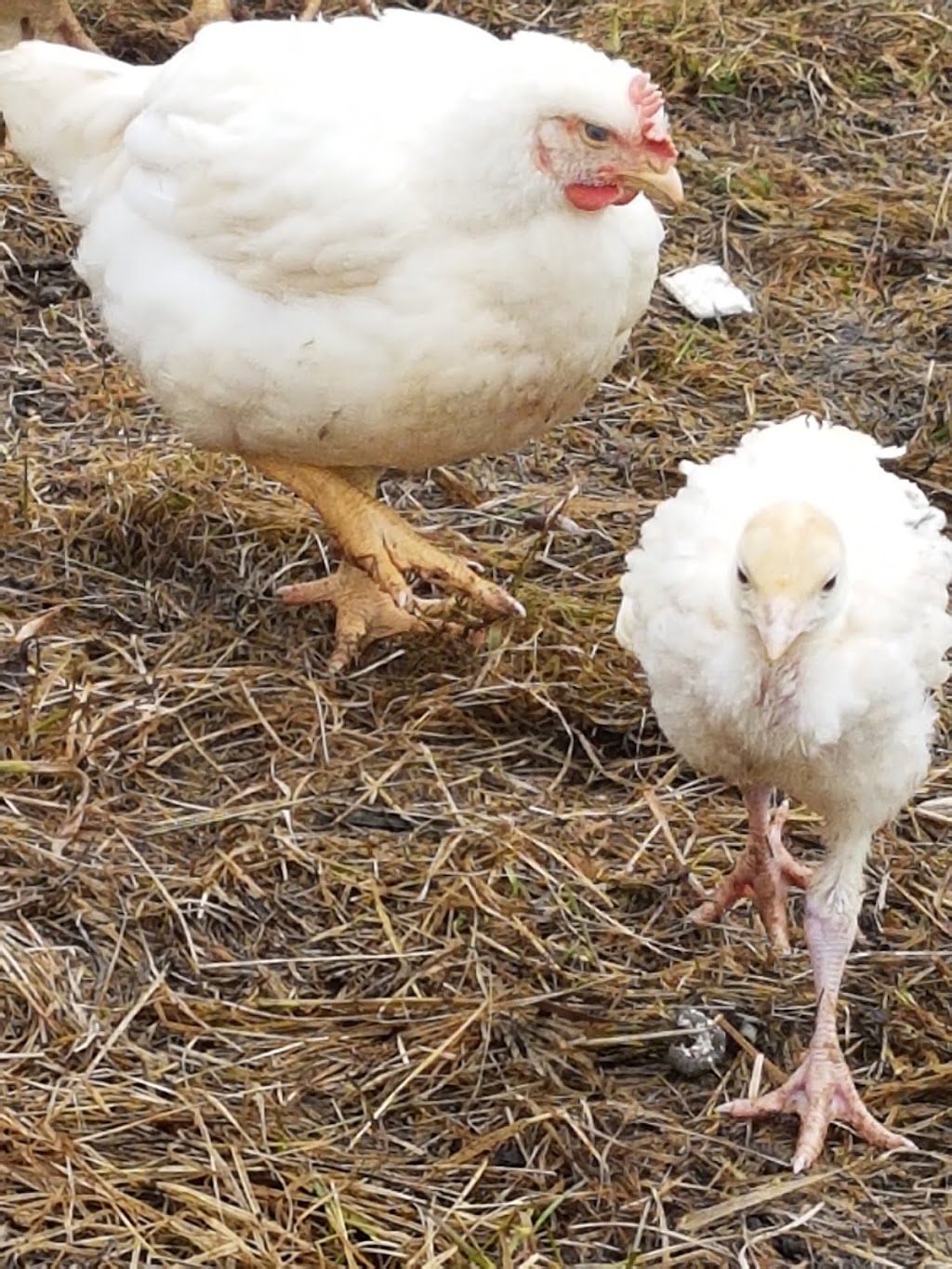 Rochester Hatchery | 9420 109 St, Westlock, AB T7P 2R4, Canada | Phone: (780) 307-3622
