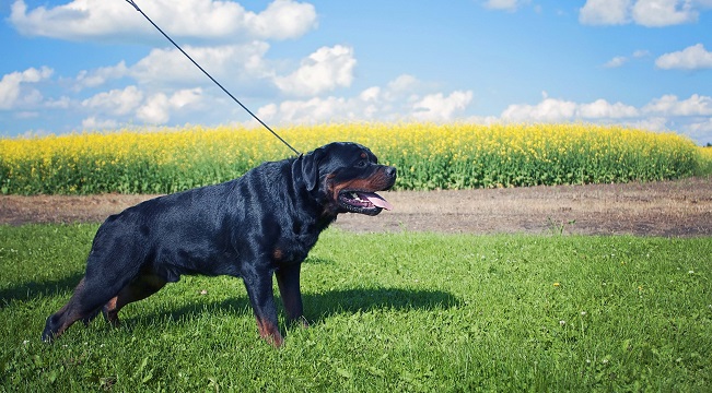 780 Kennels | 51227 Range Rd 280, Alberta T7Y 3H6, Canada | Phone: (780) 887-8805