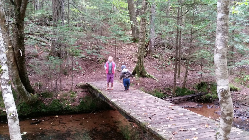 MacPhail Woods Forestry Project | 269 MacPhail Park Rd, Vernon Bridge, PE C0A 2E0, Canada | Phone: (902) 651-2575