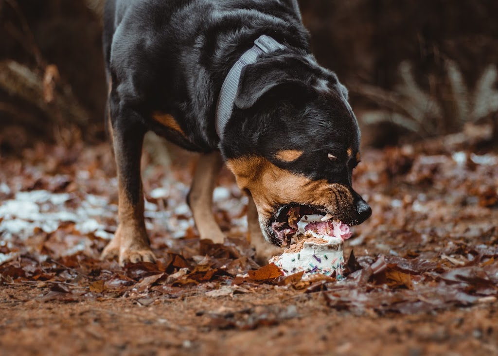 Island puppy cakes | 2979 Colman Rd, Cobble Hill, BC V0R 1L6, Canada | Phone: (250) 709-8579