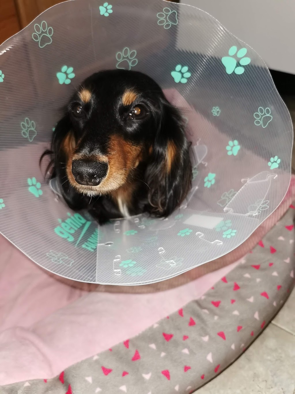 Mississauga Spay and Neuter Clinic | 6-5120 Dixie Rd #6, Mississauga, ON L4W 4J7, Canada | Phone: (905) 282-0002
