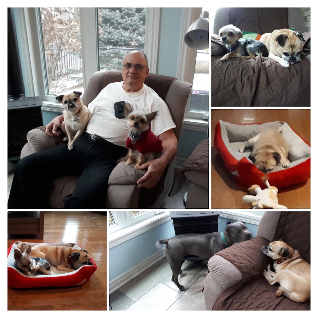 Fido & Feline Holidays and Daycare | point of interest | 7 Oak St, Guelph, ON N1G 4R7, Canada | 5198362813 OR +1 519-836-2813