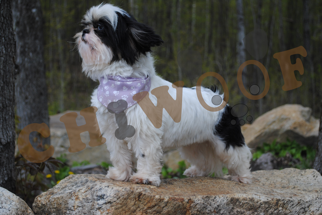 Chiwoof | 1381 Rang Saint François, Saint-Jean-de-Matha, QC J0K 2S0, Canada | Phone: (450) 832-1003
