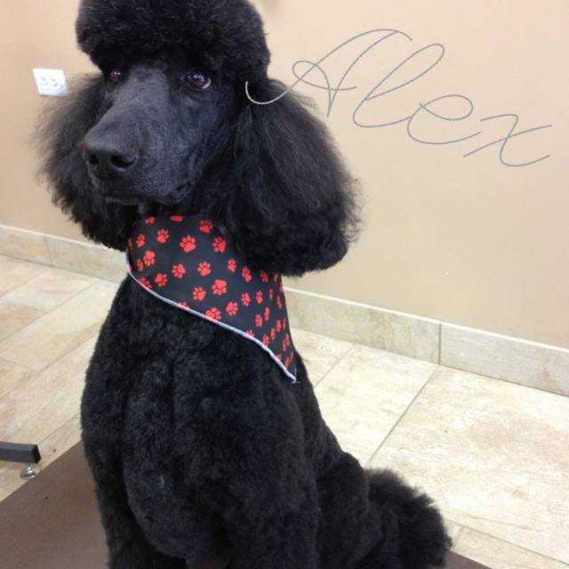 Groomingdales Fonthill | 20 Hwy 20 E, Fonthill, ON L0S 1E0, Canada | Phone: (905) 892-5483