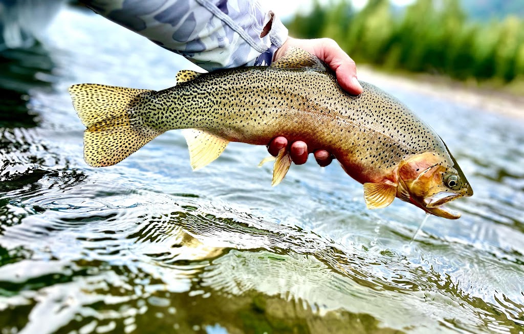 Andres Fly Fishing | 18 Mt Klauer St, Fernie, BC V0B 1M3, Canada | Phone: (250) 430-2870