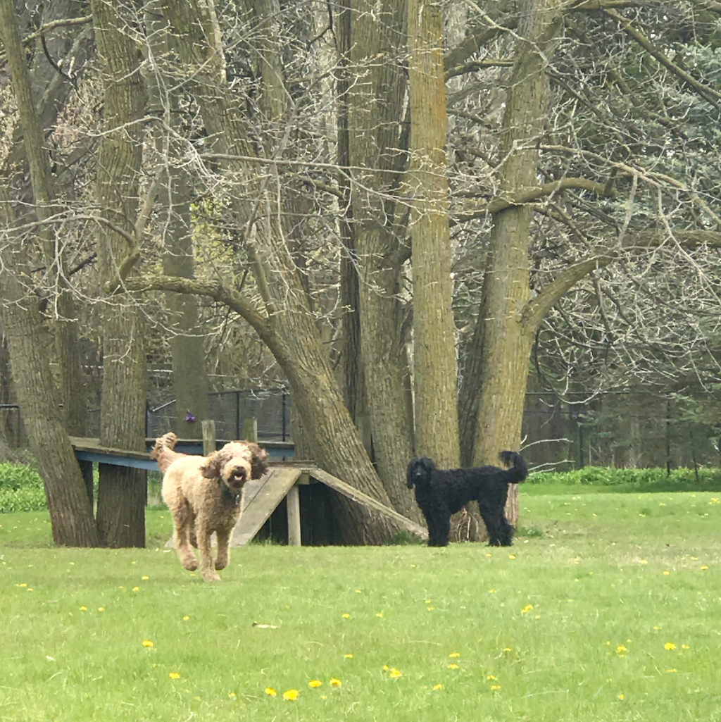 Rosewood Pet Resort | 15 Reesor Rd, Scarborough, ON M1X 1R5, Canada | Phone: (416) 265-6631