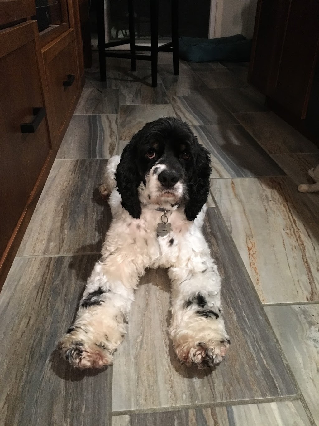 Pet Supplies Plus | 9630 Transit Rd #400, East Amherst, NY 14051, USA | Phone: (716) 689-9190