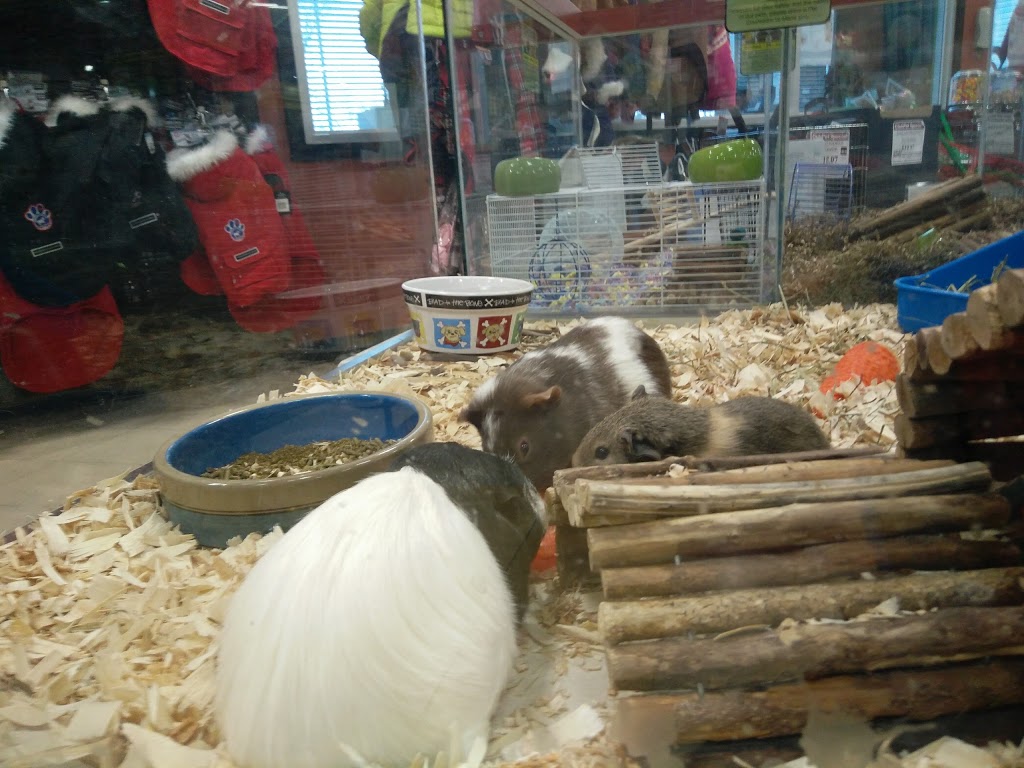 Petland | Shawnessy, 580, 303 Shawville Blvd SE, Calgary, AB T2Y 3W6, Canada | Phone: (403) 508-0040