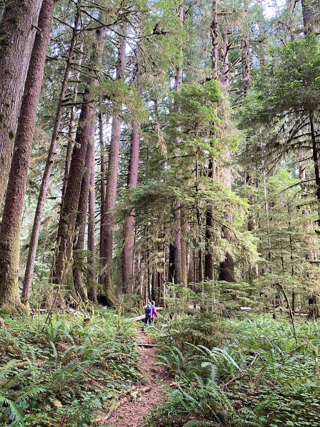 Carmanah Walbran Provincial Park | British Columbia V0S 1K0, Canada | Phone: (877) 559-2115