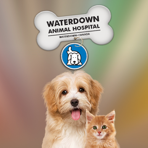Waterdown Animal Hospital | 245 Dundas St E, Hamilton, ON L8B 0E9, Canada | Phone: (905) 689-5397