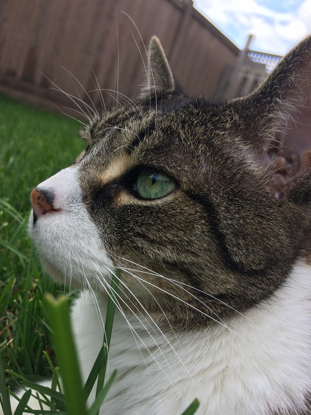 Bristol Veterinary Hospital | 1525 Bristol Rd W #2, Mississauga, ON L5M 4Z1, Canada | Phone: (905) 858-5959