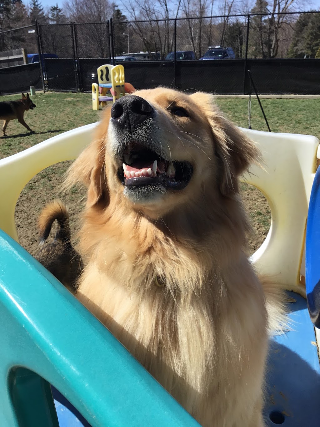 Creature Comforts Pet Resort | 1437 Pontiac Rd, Angola, NY 14006, USA | Phone: (716) 549-1761