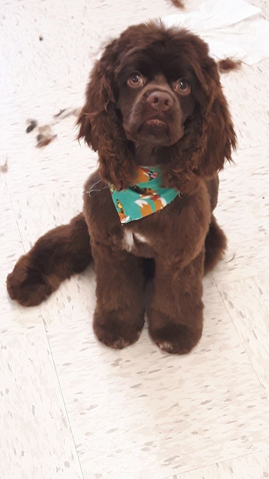 Darling Dogs Grooming | 1096 Main Rd, Shearwater, NS B0J 3A0, Canada | Phone: (902) 407-2435