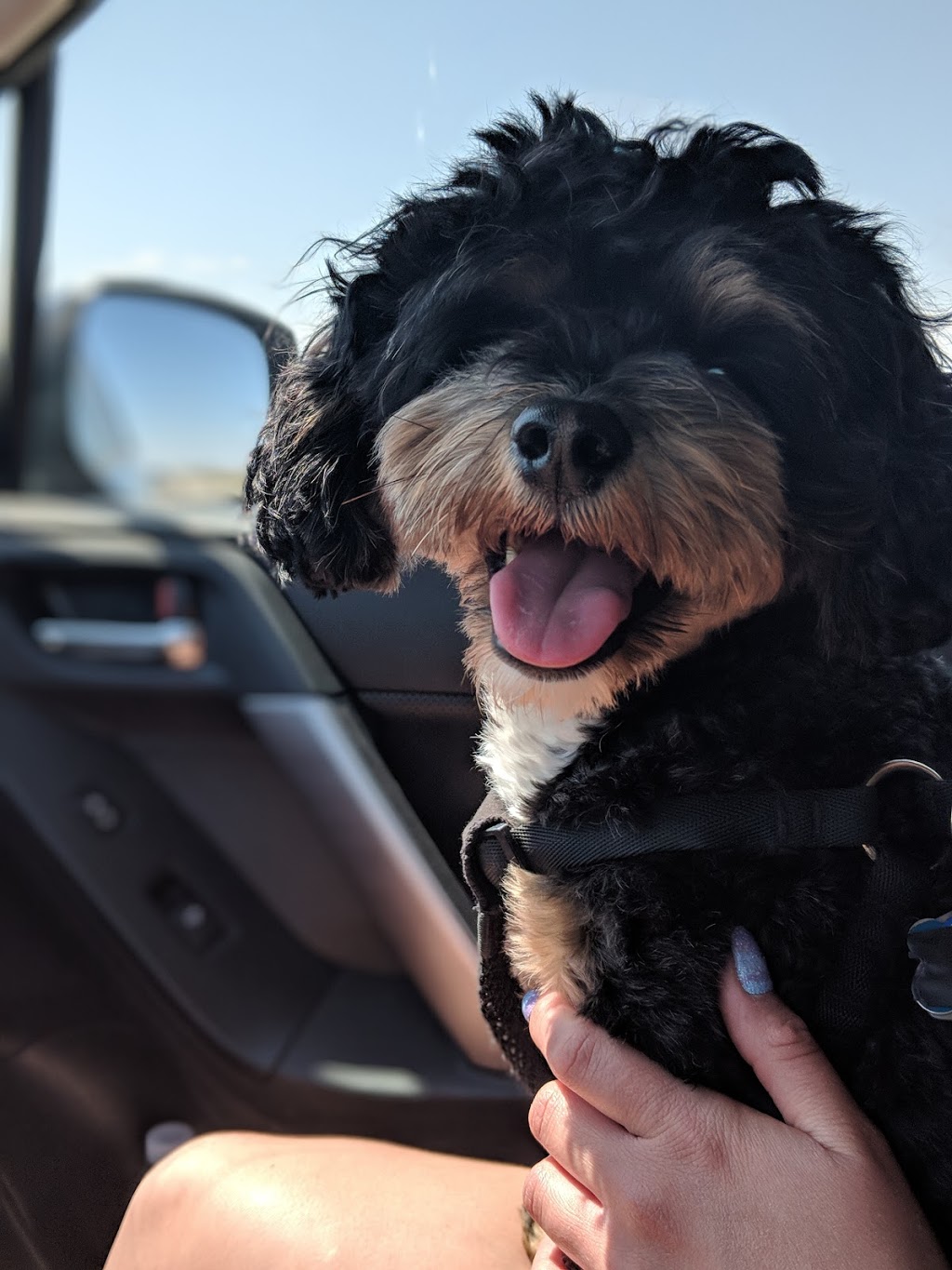 Riverdale Dog Park | 1334 Riverdale Ave SW, Calgary, AB T2S 0Y8, Canada