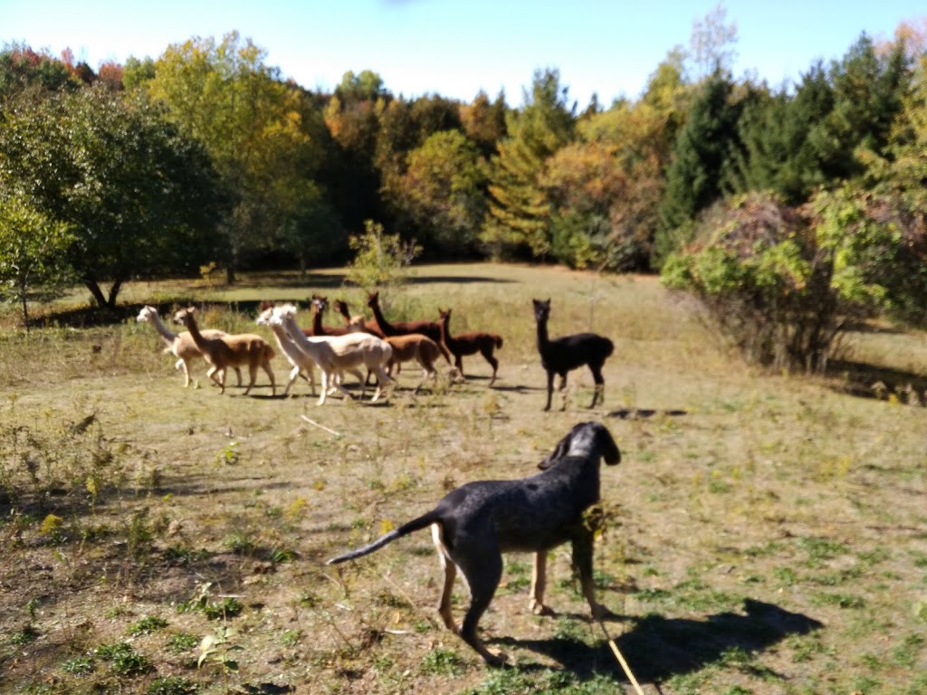 Barefoot Alpacas | 711 Janetville Rd, Janetville, ON L0B 1K0, Canada