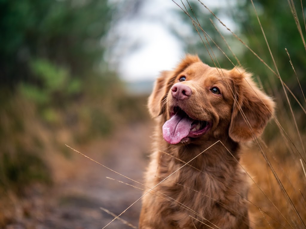 Picture Valley Dog Boarding | 4300 Fenwick Rd, Fort Steele, BC V0B 1N0, Canada | Phone: (250) 908-1962