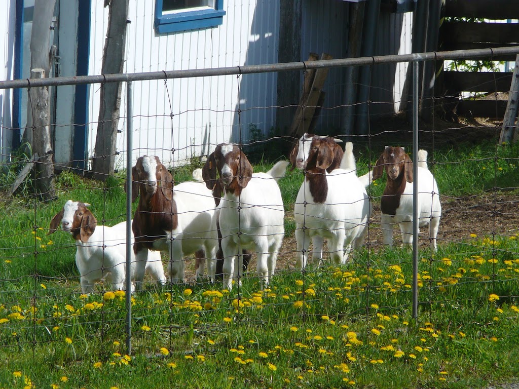 Ferme Du Sillon & Boutique Le Sillon des Saveurs | 151 Rang St Stanislas E, Saint-Alexandre-de-Kamouraska, QC G0L 2G0, Canada | Phone: (418) 495-5331