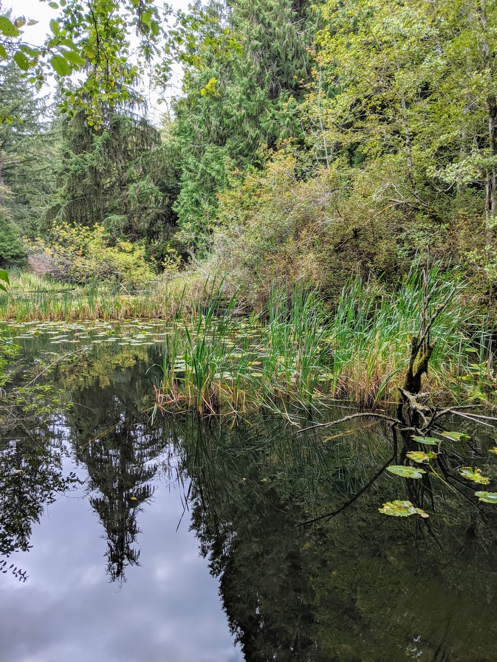 Englishman River Regional Park. / Top Bridge Park,(trail head) | 249 Allsbrook Rd, Parksville, BC V9P 2A8, Canada | Phone: (250) 248-3252