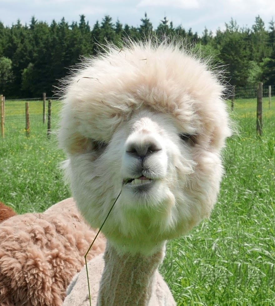 Ferme fibres & compagnie - Les alpagas dAldo | 375 Rang St Charles E, Saint-Alexandre-de-Kamouraska, QC G0L 2G0, Canada | Phone: (418) 495-5375