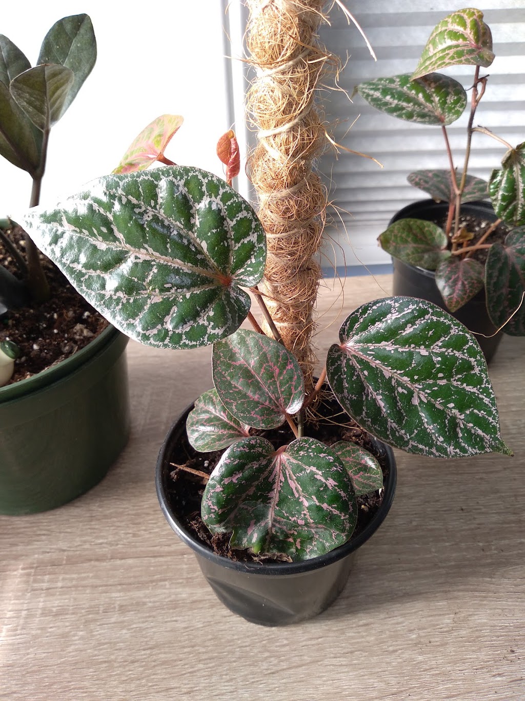 Tropical North Plants | 180 Cundles Rd W, Barrie, ON L4N 5N2, Canada | Phone: (705) 710-4212