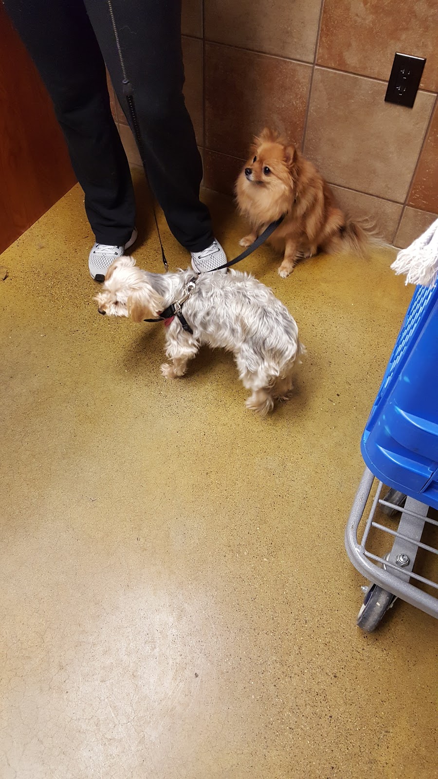 PetSmart | 200 Southridge Dr Ste 681, Okotoks, AB T1S 0B2, Canada | Phone: (403) 995-8412