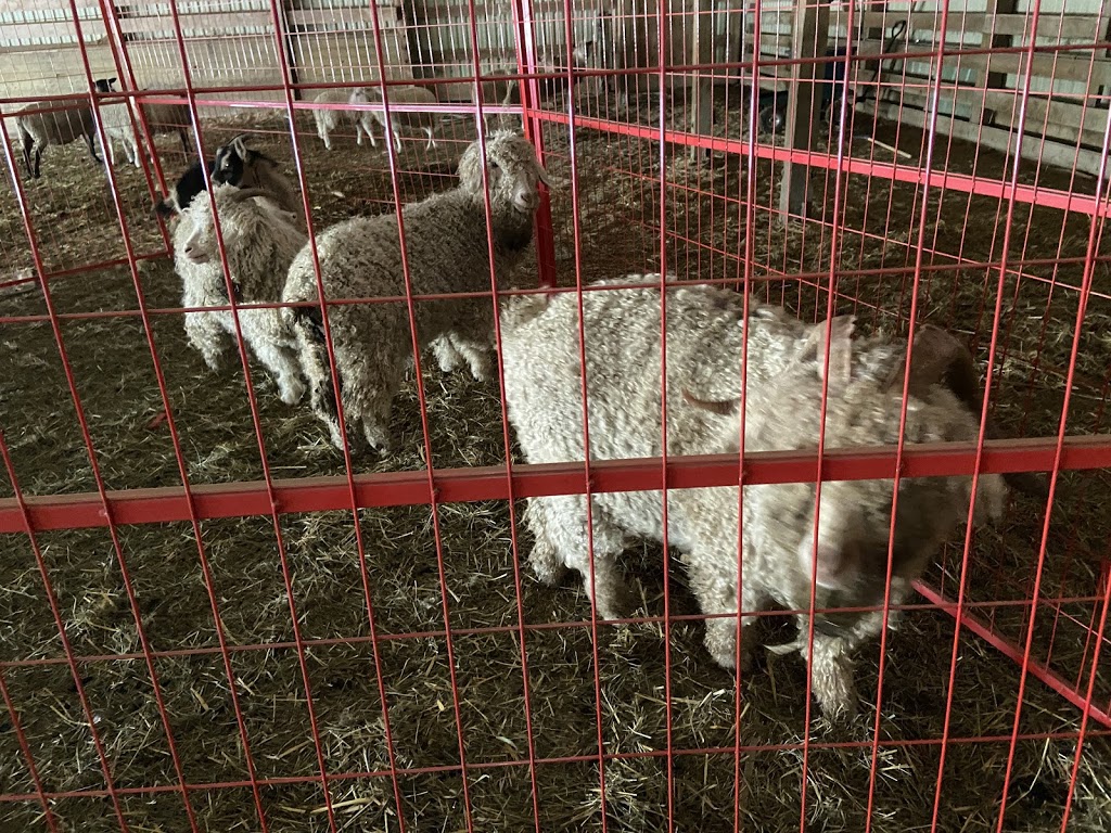 Eli Farms and Equestrian Club | 7345 Concession 1, Puslinch, ON N0B 2J0, Canada | Phone: (226) 343-2444