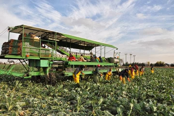 Serkka Farms Inc. | 5923 Langstaff Line, Wallaceburg, ON N8A 4L1, Canada | Phone: (519) 627-6089