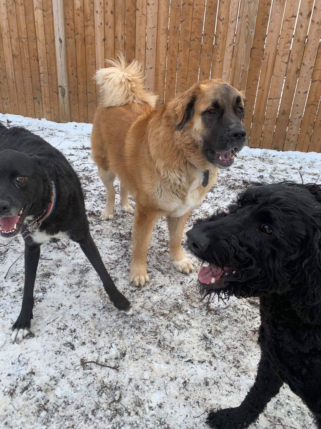 Pooch Haven Grooming & Doggie Daycare | 4297 Golf Club Rd, Hannon, ON L0R 1P0, Canada | Phone: (905) 388-0132