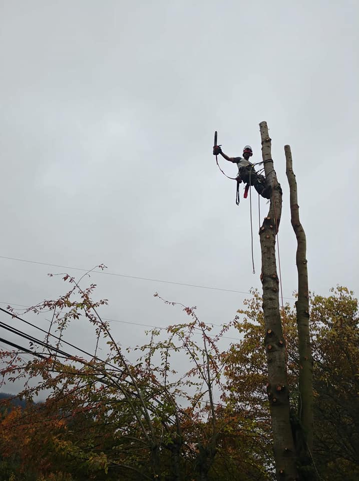 SK Tree Service | 828 New Glasgow Rd #224, Ebenezer, PE C1E 0T1, Canada | Phone: (902) 916-0119