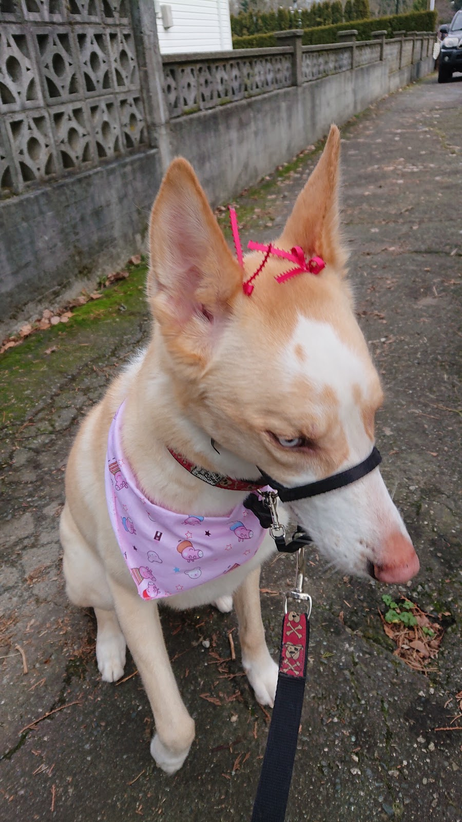 Lucky Dog Spaw | 11823 248 St, Maple Ridge, BC V4R 1H9, Canada | Phone: (778) 887-5251