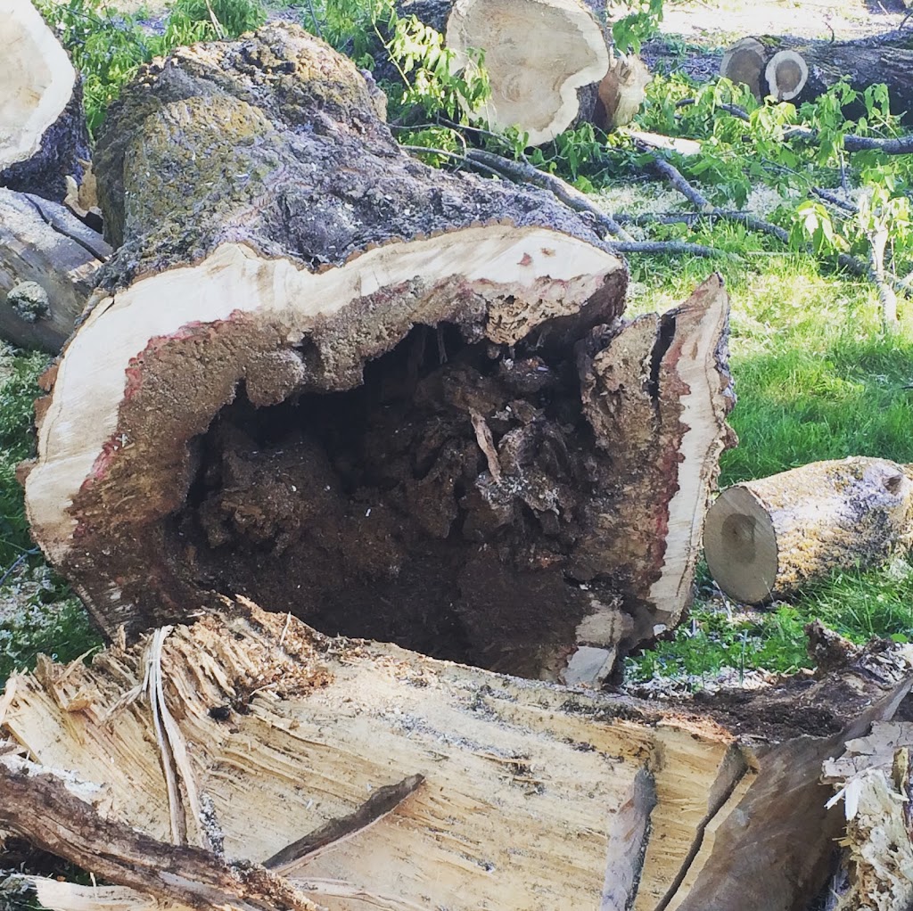 Tree Problems ? Tree Services ! | 851 A Rainbow Rd, Salt Spring Island, BC V8K 2M8, Canada | Phone: (250) 537-9897