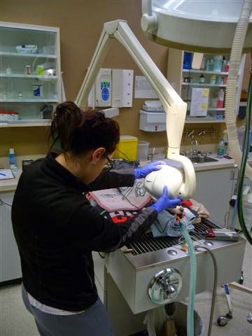 Properties Animal Clinic | 5401 Temple Dr NE #110, Calgary, AB T1Y 3R7, Canada | Phone: (403) 285-5111