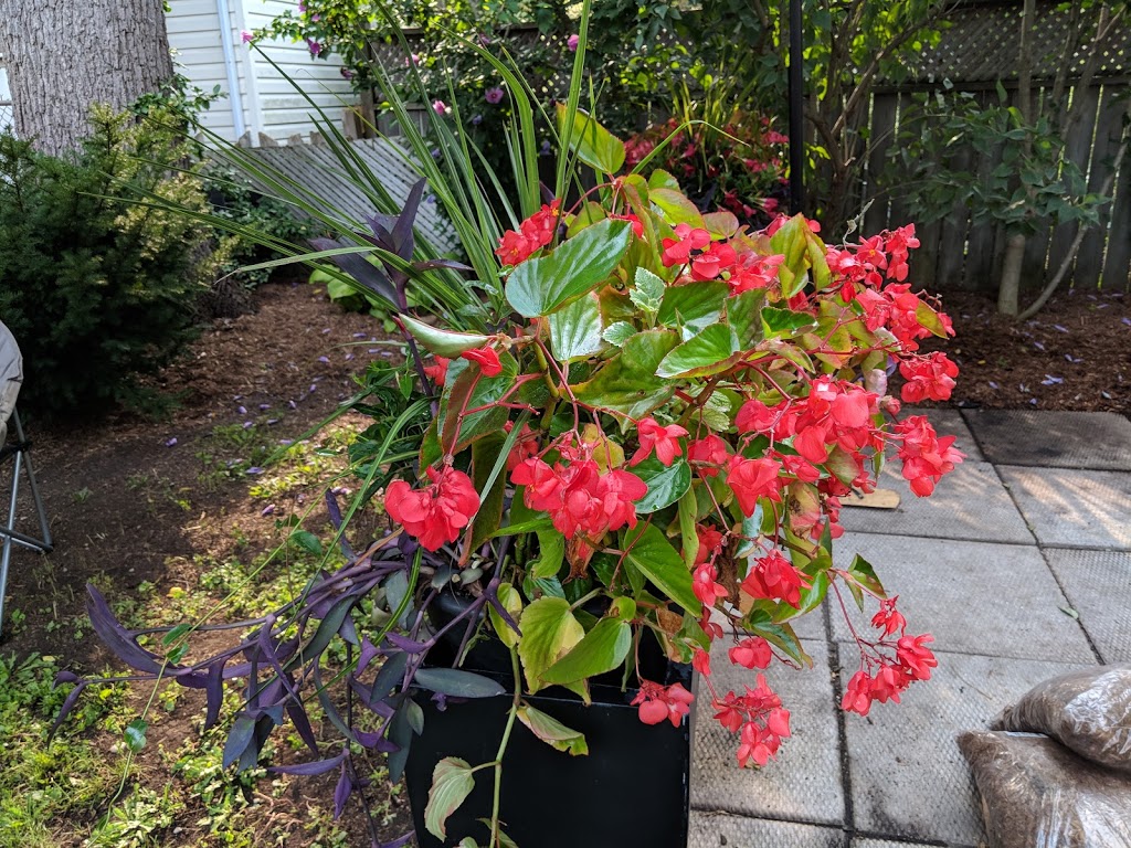 De Goey Nursery | 665 St Clair St, Chatham, ON N7L 4G8, Canada | Phone: (519) 358-1755